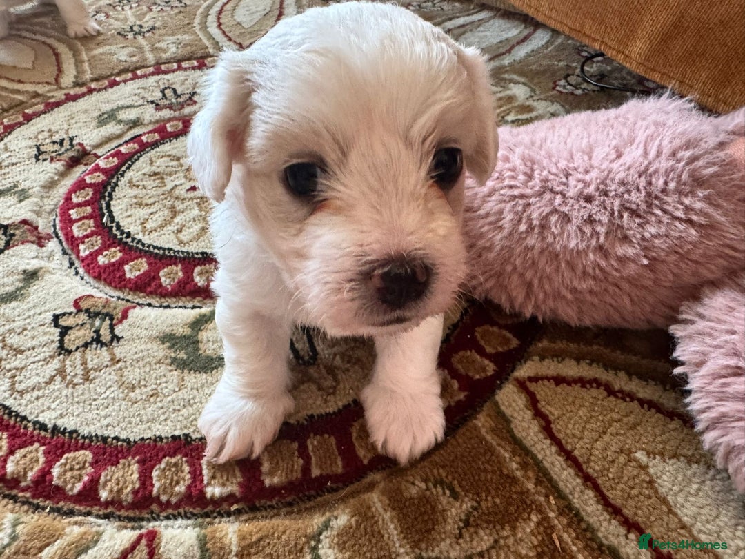 Maltese dogs for sale: Maltese Bichons, 1 Prince left & ready to leave. - Image 2