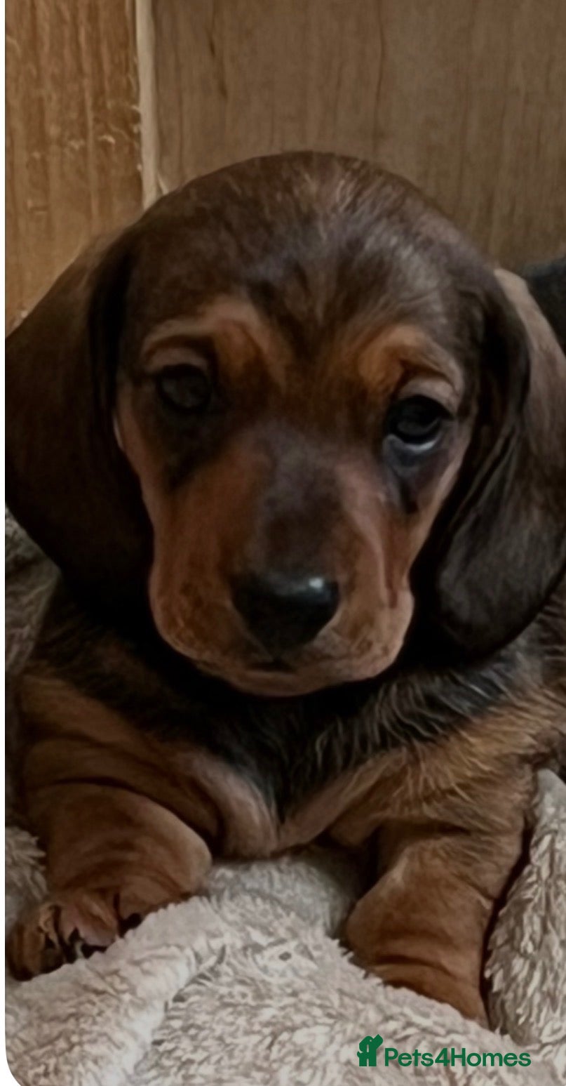 Miniature Dachshund dogs Our cute KC PRA clear Mini dadchunds are for sale. - Advert 1