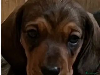 Miniature Dachshund dogs Our cute KC PRA clear Mini dadchunds are for sale. - Advert 1