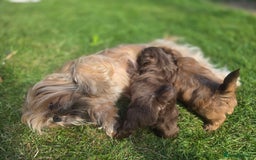 Shih Tzu dogs for sale: Shih Tzu Imperial (Karashishi) - Image 5