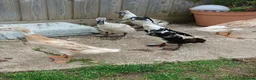 Mixed Breed birds for sale: Pure Indian runner ducklings 🐥  in Cirencester - Advert 10