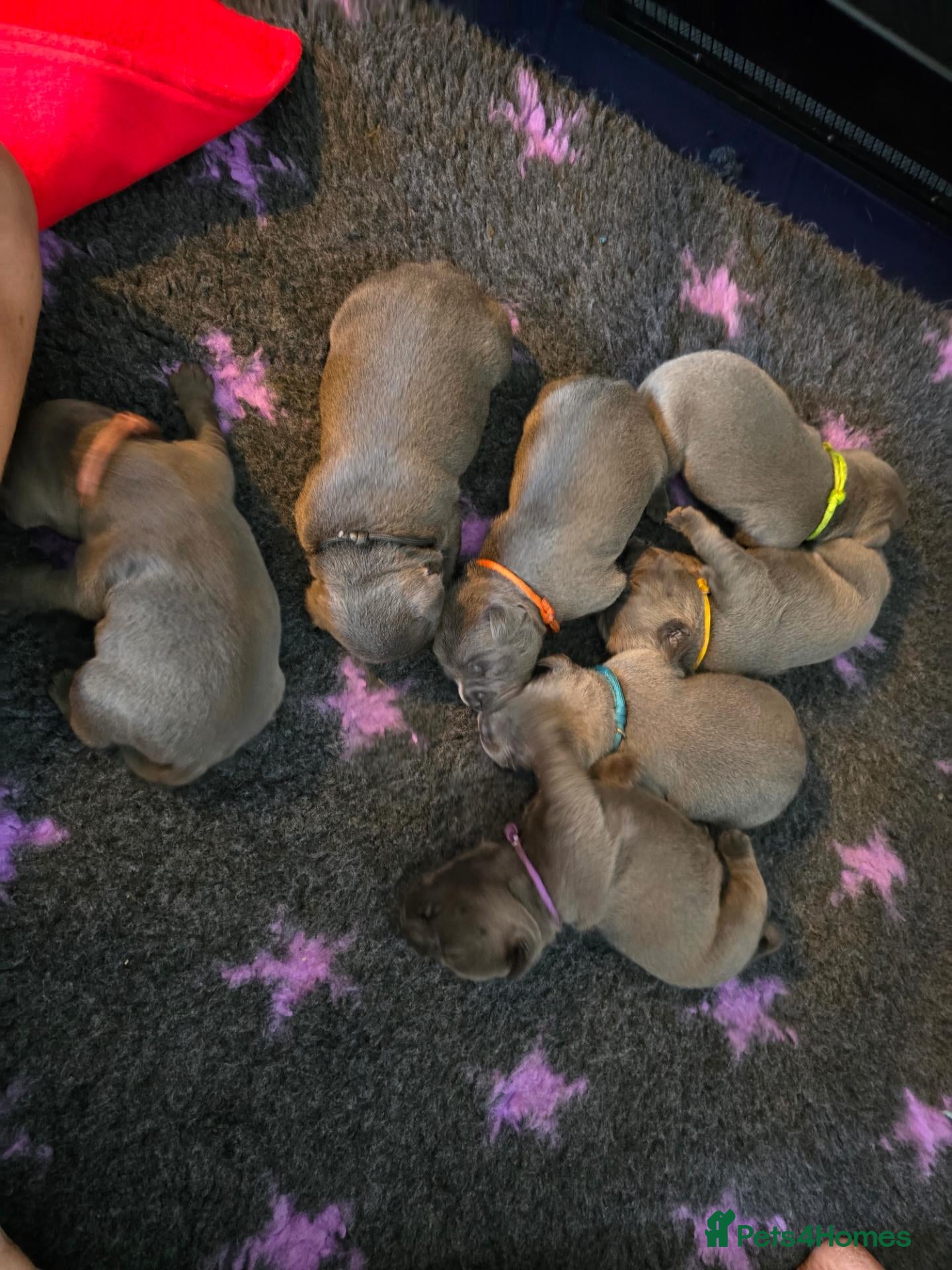 Staffordshire Bull Terrier dogs Blue staffie pups 🐶  - Advert 2