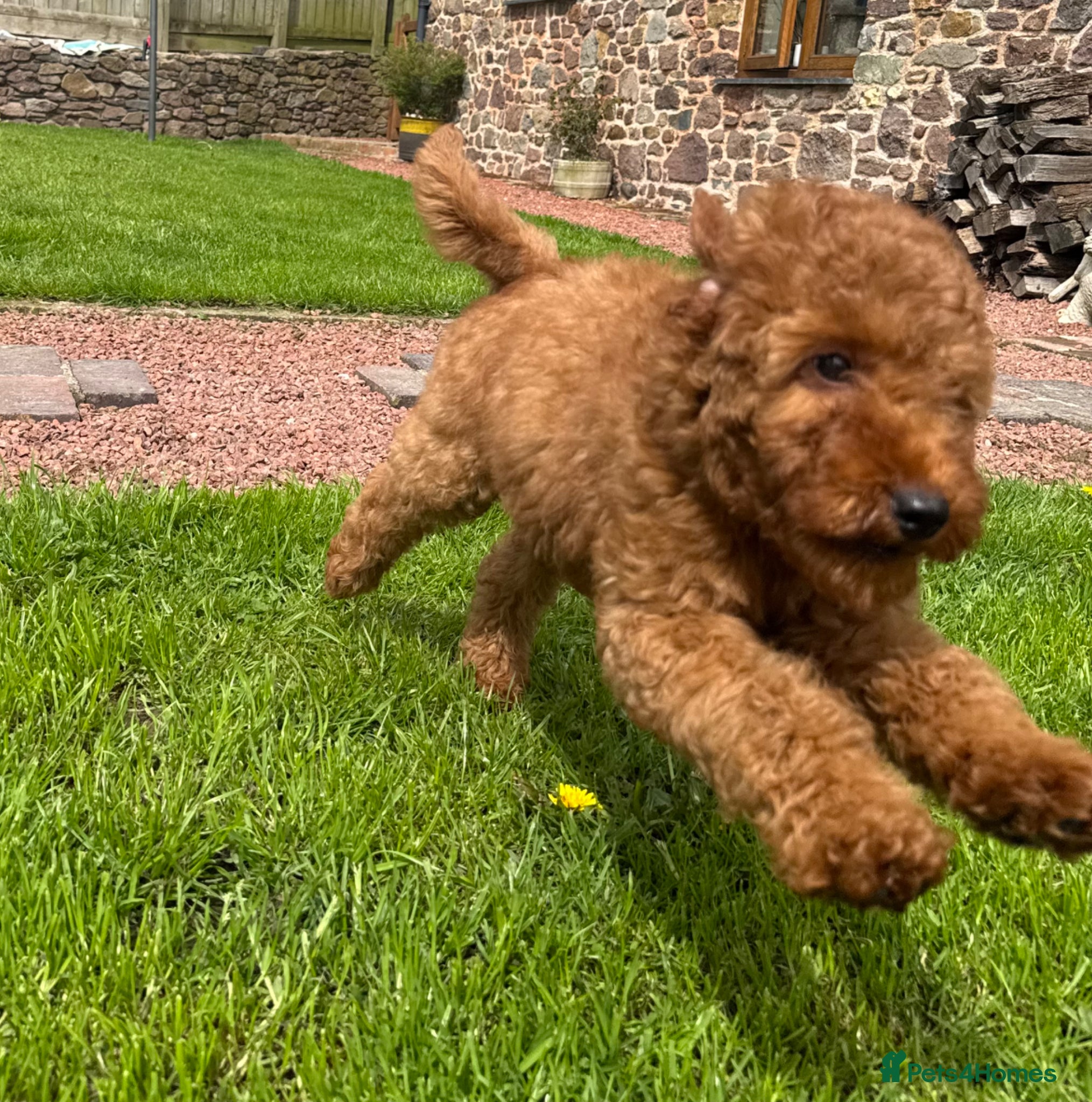 Goldendoodle dogs Mini Irishdoodle Ready now! health tested parents - Advert 5