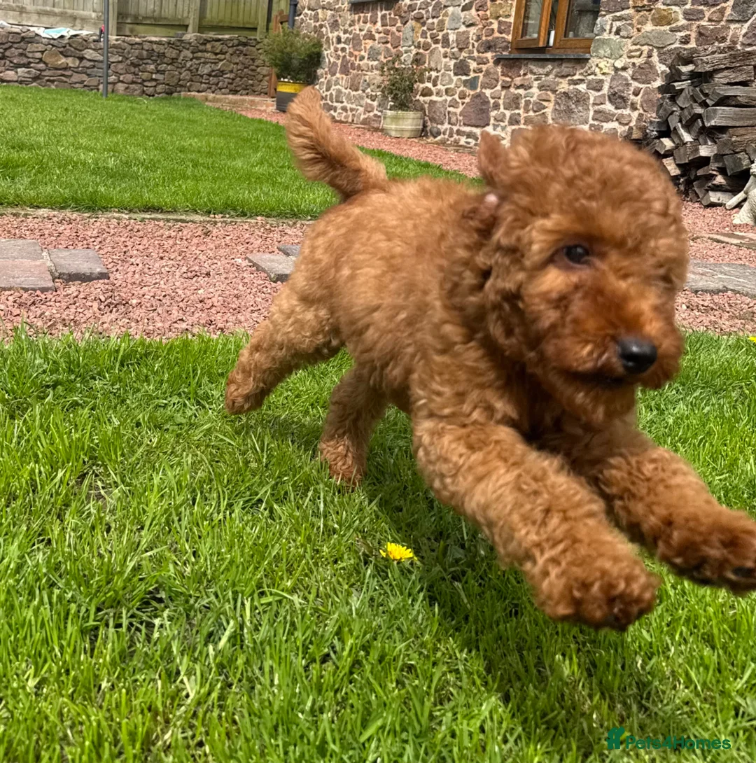 Goldendoodle dogs for sale: Mini Irishdoodle Ready now! health tested parents - Advert 1