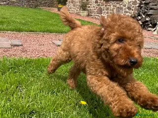 Goldendoodle dogs Mini Irishdoodle Ready now! health tested parents - Advert 5