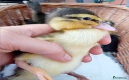 Ducks poultry for sale: Mixed Color Indian Runner Ducklings - Image 18