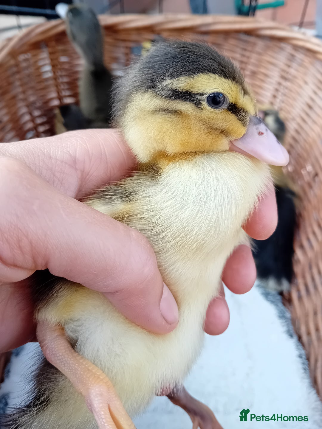 Ducks poultry for sale: Mixed Color Indian Runner Ducklings - Image 18