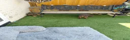 Maltipoo dogs for sale: CHOCOLATE & TAN MALTIPOO - Advert 3