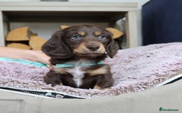 Miniature Dachshund dogs for sale: PEDIGREE MINIATURE LONGHAIRED DACHSHUNDS  - Image 15