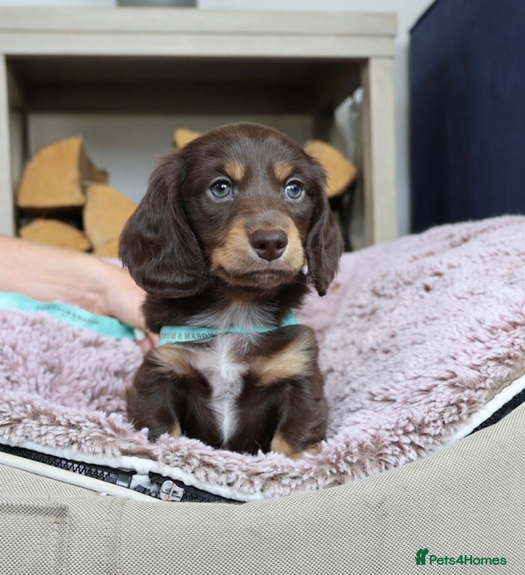Miniature Dachshund dogs for sale: PEDIGREE MINIATURE LONGHAIRED DACHSHUNDS  - Image 15
