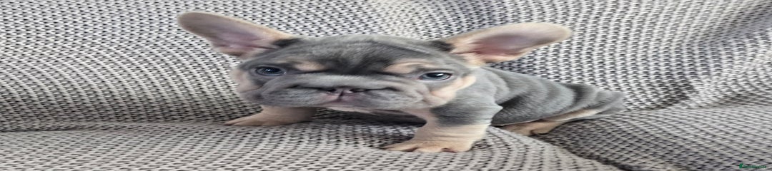 French Bulldog Puppy 1