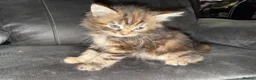 Maine Coon cats for sale: Stunning Maine Coon X Kittens Needing New Homes! - Advert 33