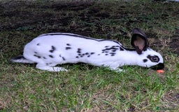English Spot rabbits for sale: English Spot Doe - Image 3