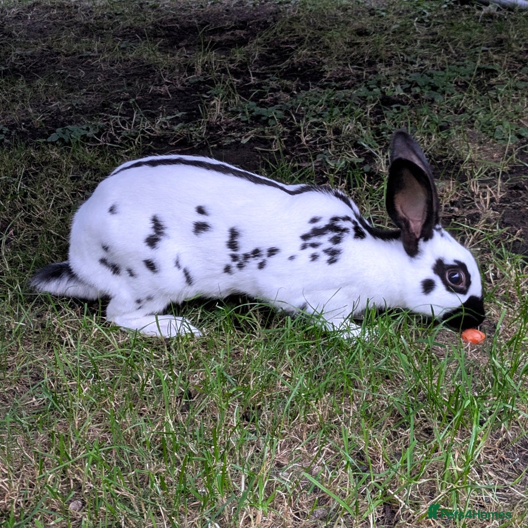 English Spot rabbits for sale: English Spot Doe - Image 3