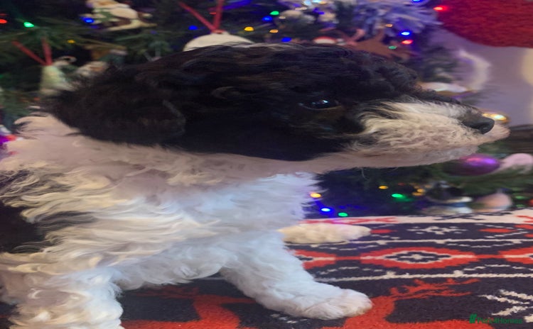 Toy Poodle dogs Toy poodles only one girl available  - Advert 1