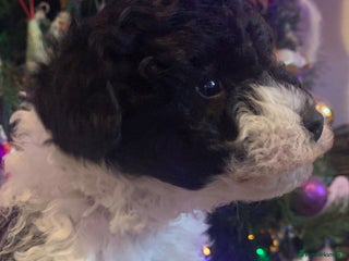 Toy Poodle dogs Toy poodles only one girl available - Advert 1