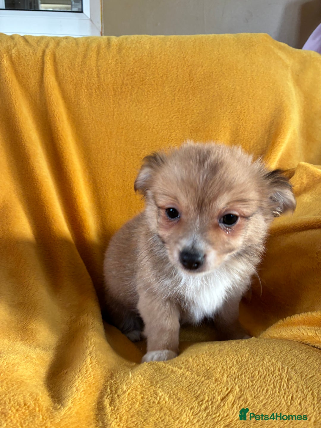Chihuahua dogs for sale: Beautiful Chihuahua Puppies For Sale - Advert 29