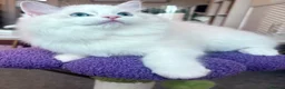 Ragdoll cats for sale: Gorgeous Tica registered Ragdoll kittens 1 girl  - Advert 6