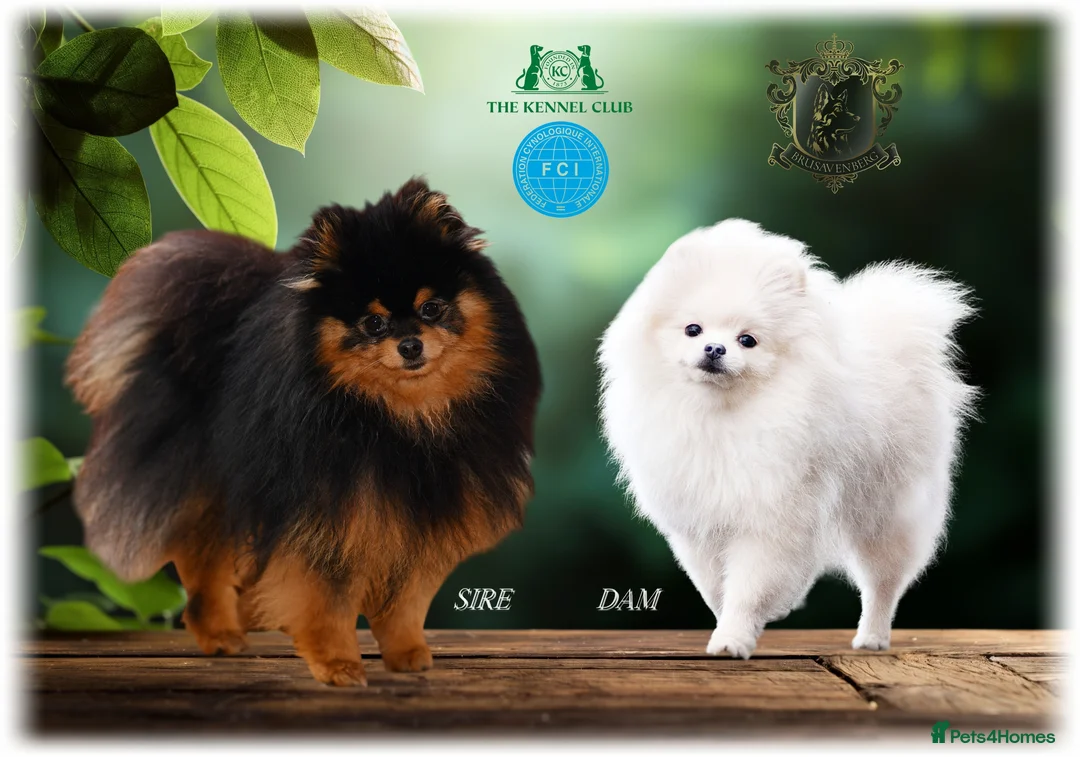 Pomeranian dogs for sale: KC POMERANIANS CHIAO LI YA LINES DUE 01.06.26 - Advert 1