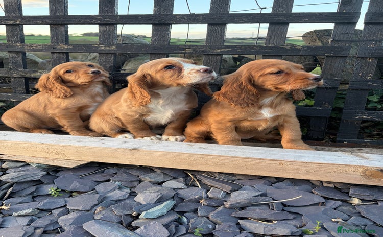 Cocker Spaniel dogs Cocker spaniel - Advert 2