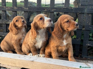 Cocker Spaniel dogs for sale: Cocker spaniel - Advert 1