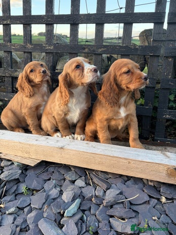 Cocker Spaniel dogs Cocker spaniel - Advert 5