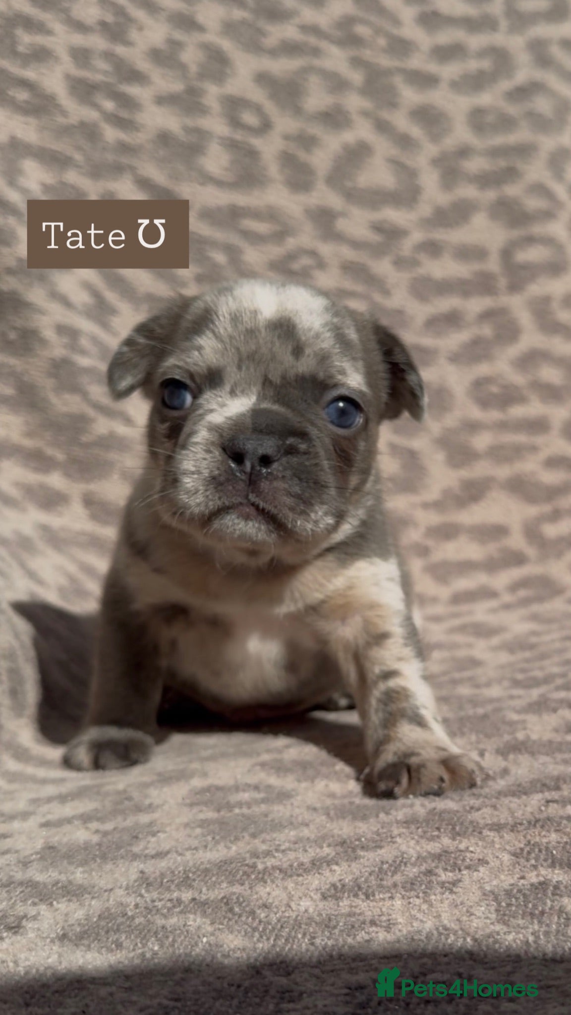 French Bulldog dogs Quality French bulldog puppies 🐾🔥 - Advert 2