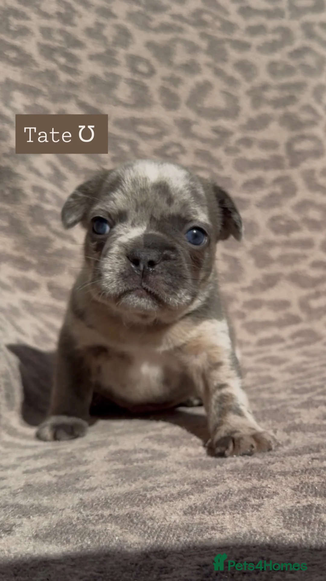 French Bulldog dogs for sale: Quality French bulldog puppies 🐾🔥 - Advert 2