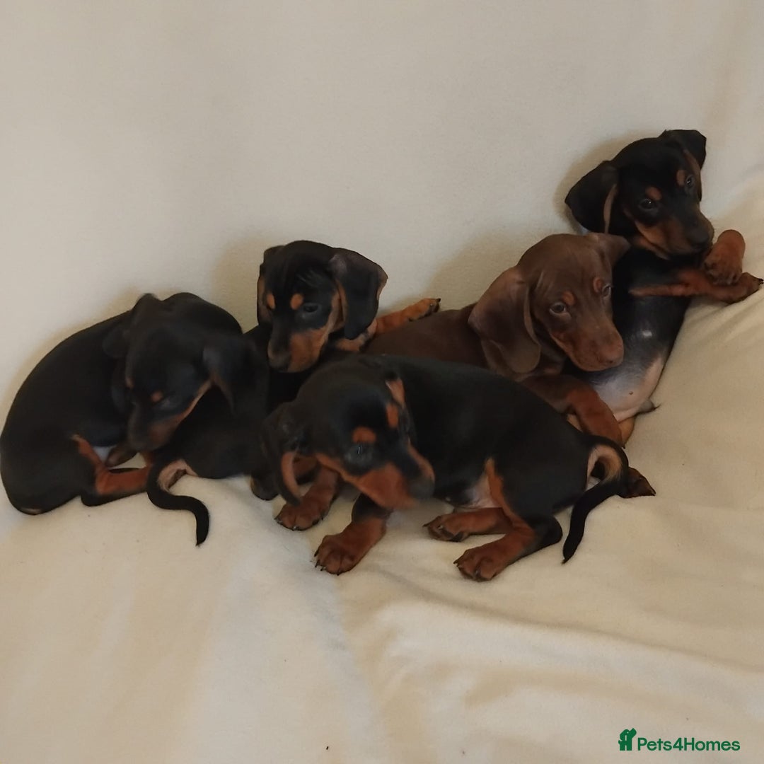 Dachshund dogs for sale: Pedigree miniature dachshunds - Image 5