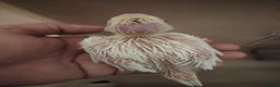 Cockatiels birds for sale: Baby cockatiels hand rear - Advert 2