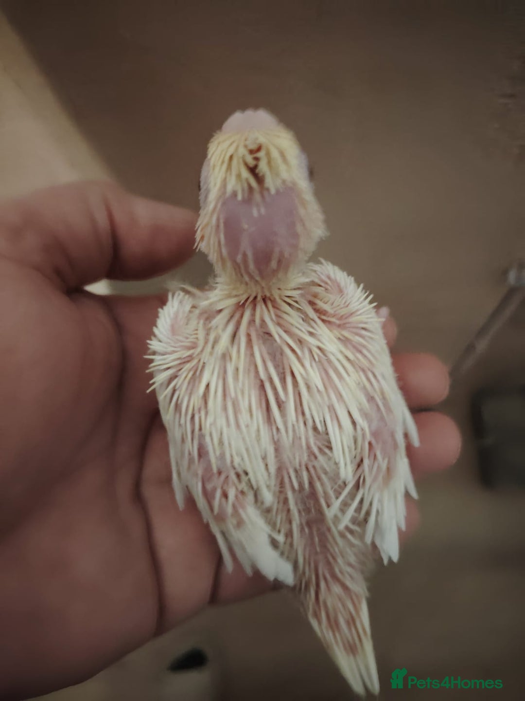 Cockatiels birds for sale: Baby cockatiels hand rear - Advert 2