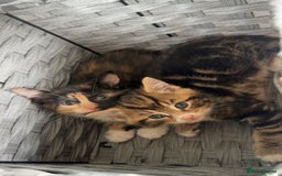 Domestic Shorthair cats for sale: Playful kittens  - Image 1