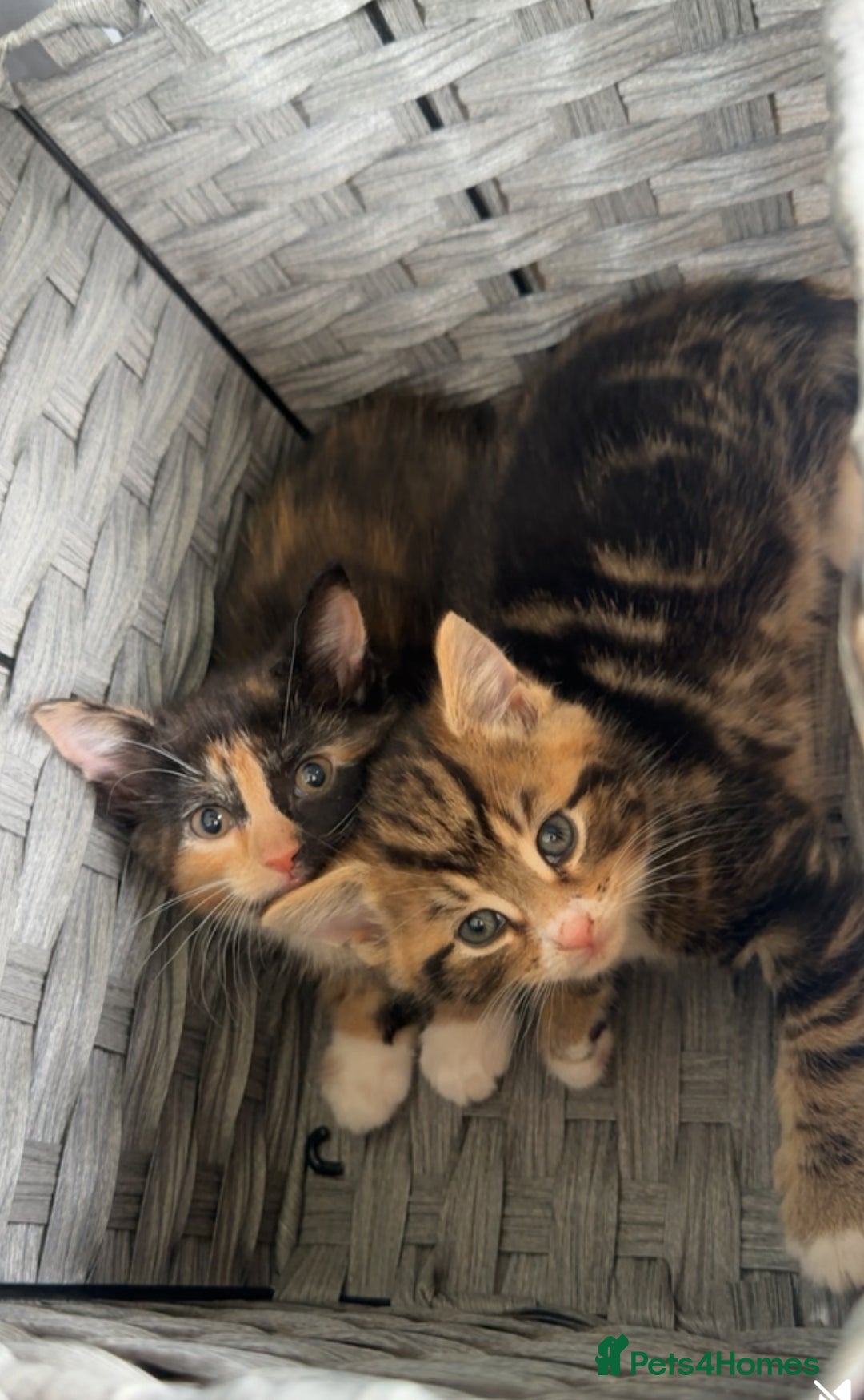 Domestic Shorthair cats for sale: Playful kittens  - Image 1