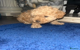 Miniature Poodle dogs for sale: three beautiful miniature poodles🤍🤍 - Advert 5