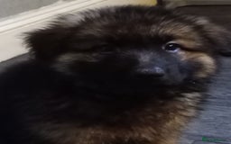 German Shepherd dogs for sale: Long haired German shepherds  - Image 2