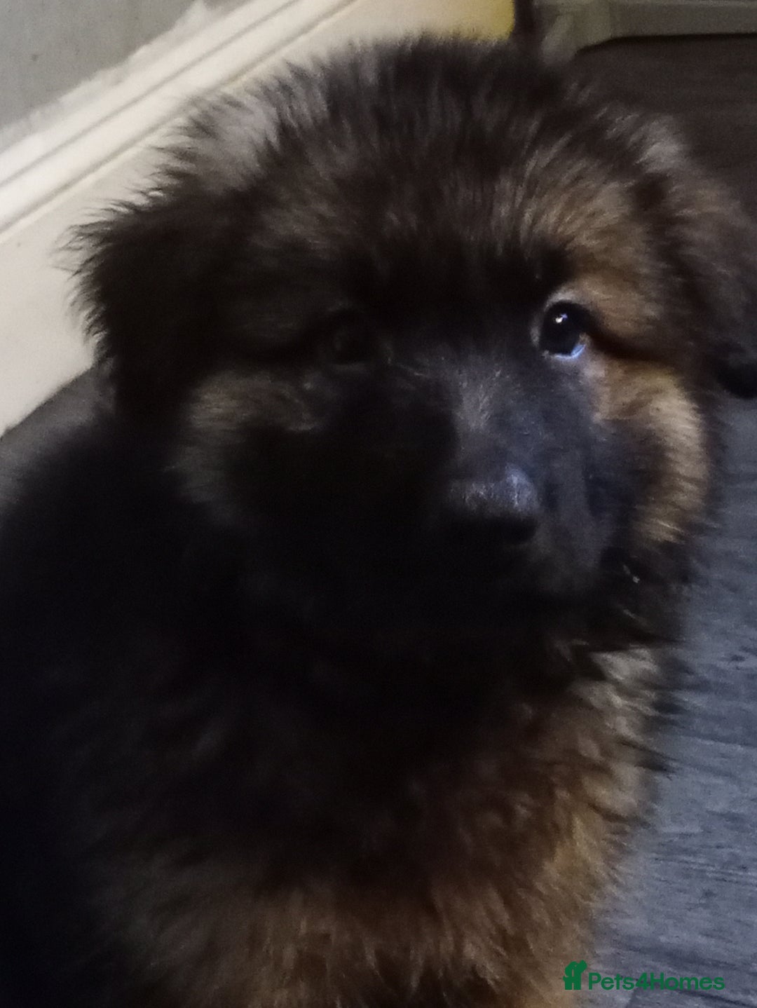 German Shepherd dogs for sale: Long haired German shepherds  - Image 2