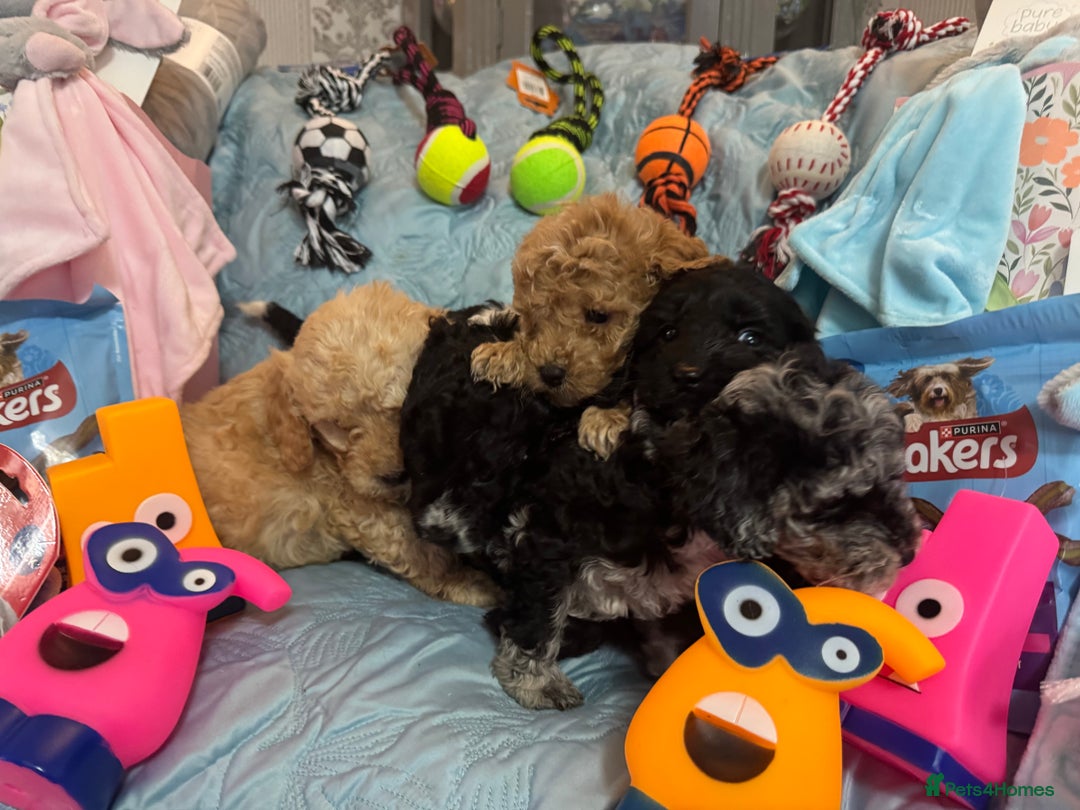 Cockapoo dogs for sale: Cockapoo puppies  - Advert 11