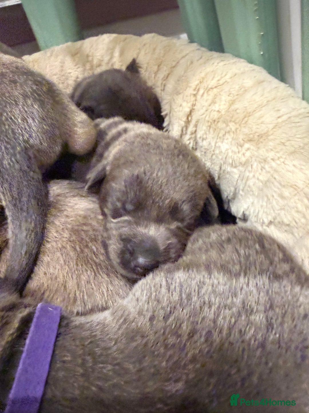 Mixed Breed dogs for sale: Sharpei puppies - Advert 5