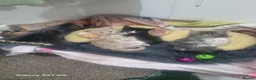 Mixed Breed cats for sale: Beautiful kitten in Ipswich - Advert 5