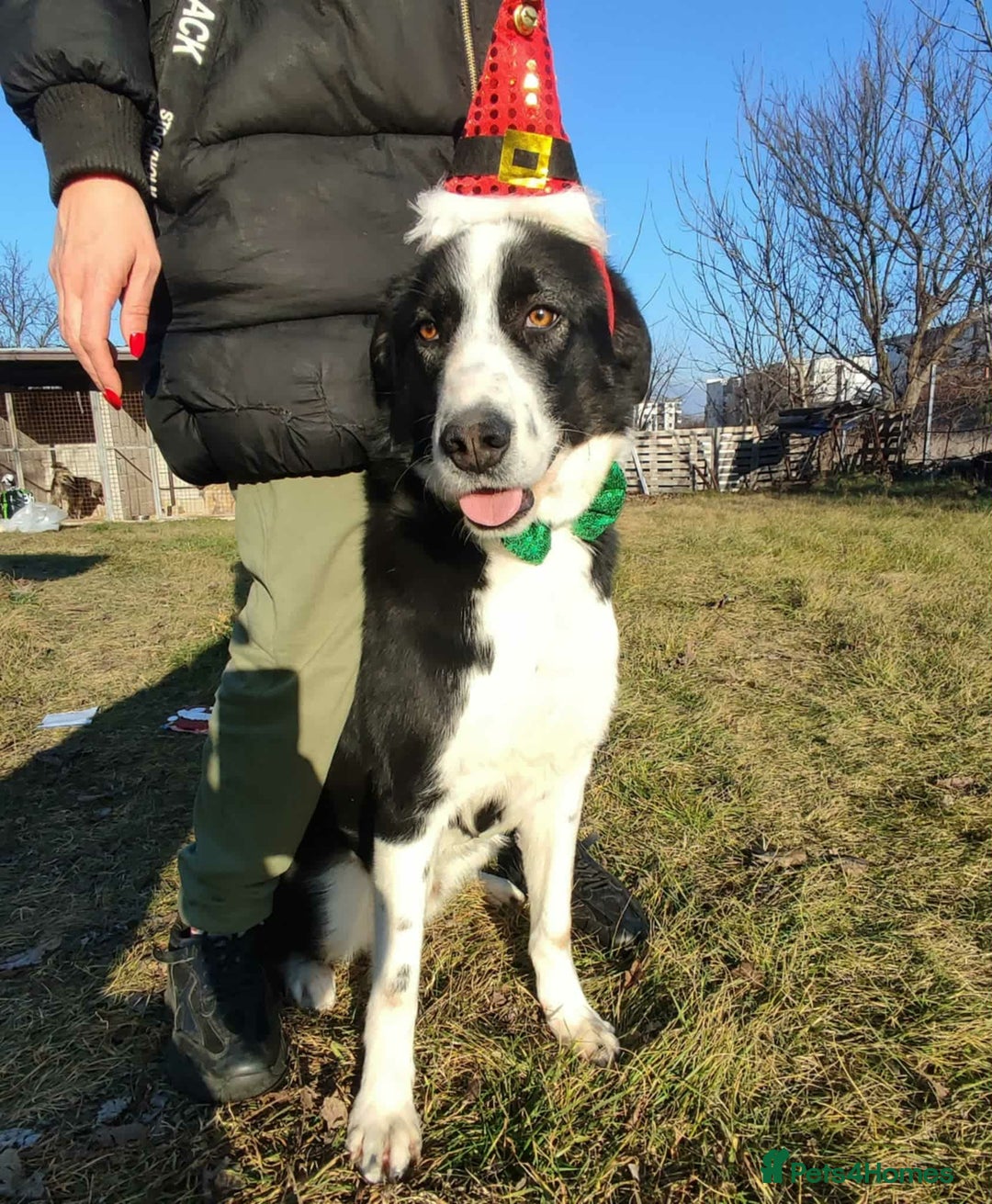 Border Collie dogs for adoption: Misha 2 year old Macedonian rescue  - Advert 3