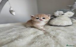 Brazilian Shorthair cats for sale: Golden British Shorthair kittens - Image 23