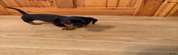 Miniature Dachshund dogs for sale: Miniature dachshunds - Advert 4