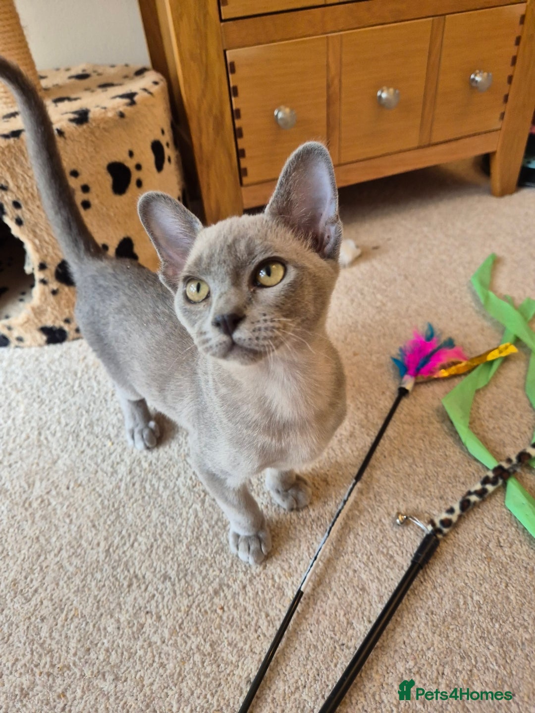 Burmese cats for sale: Gorgeous Pedigree Blue Male Burmese Kitten - Image 10