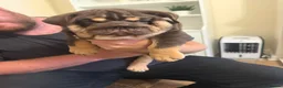 English Bulldog dogs for sale: 🐾 two females english Bulldog pups 🐾 - Advert 10