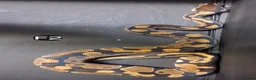 Python Snake reptiles for sale: Royal Pythons Male and Females  - Advert 18