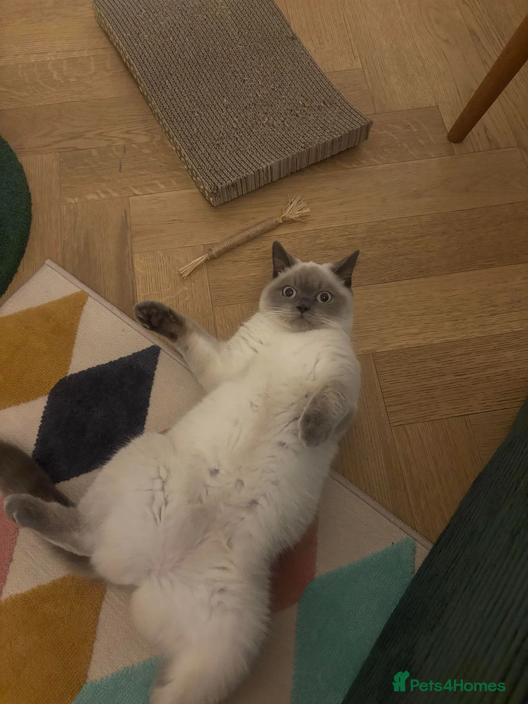 British Shorthair cats for sale: 8month Kitten Female Blue Point British Short Hair - Advert 2