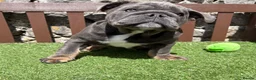 English Bulldog dogs for sale: Our last boy looking for his forever pet home 💙 - Advert 2