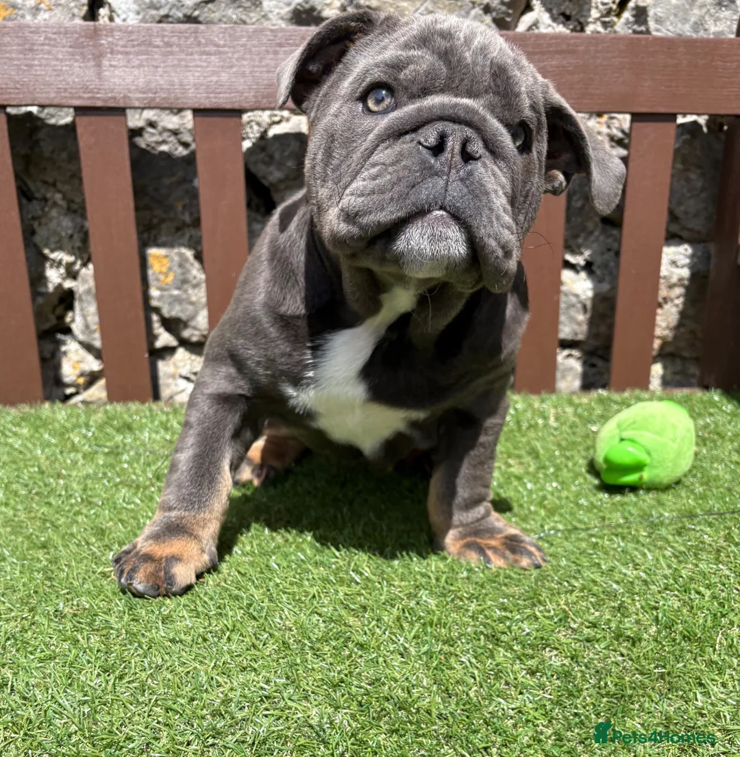 English Bulldog dogs for sale: Our last boy looking for his forever pet home 💙 - Advert 2