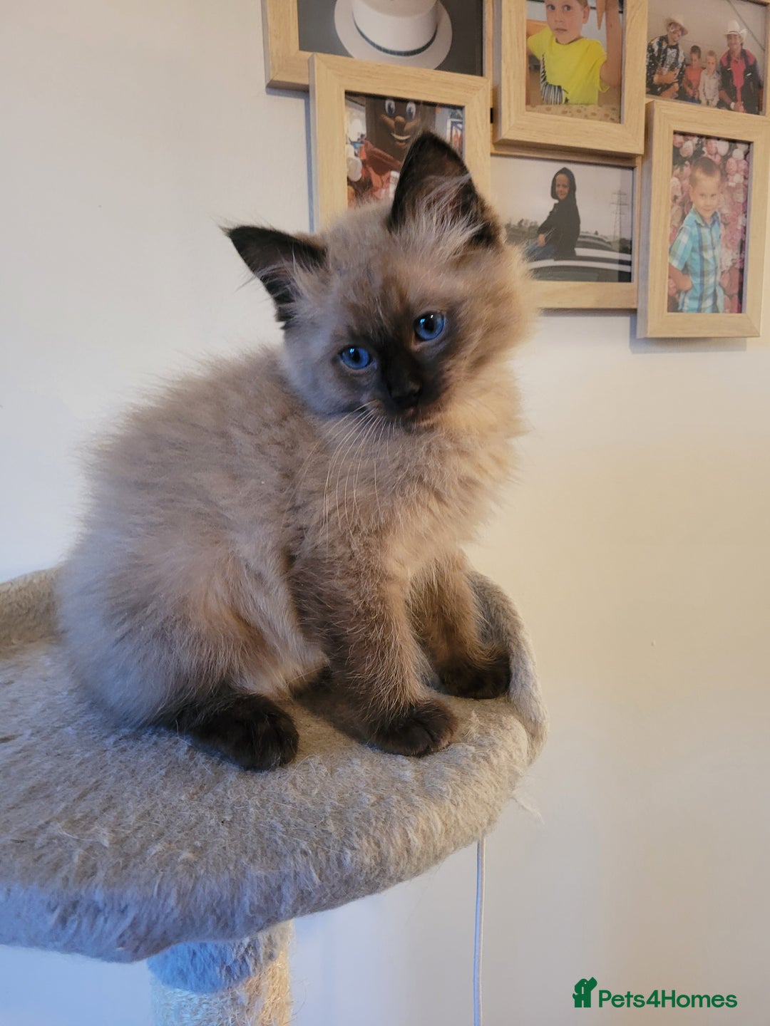Ragdoll cats for sale: Super cute Ragdoll Kittens, Mink Seal Point  - Advert 10