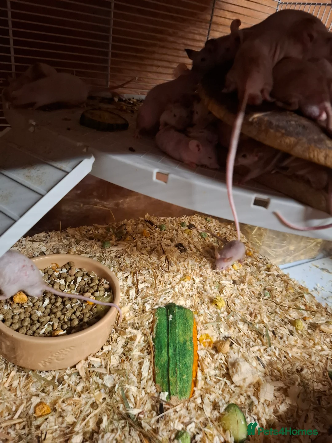 Mouse rodents for sale: Male naked mice - Advert 2